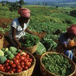 Nigerian farmers