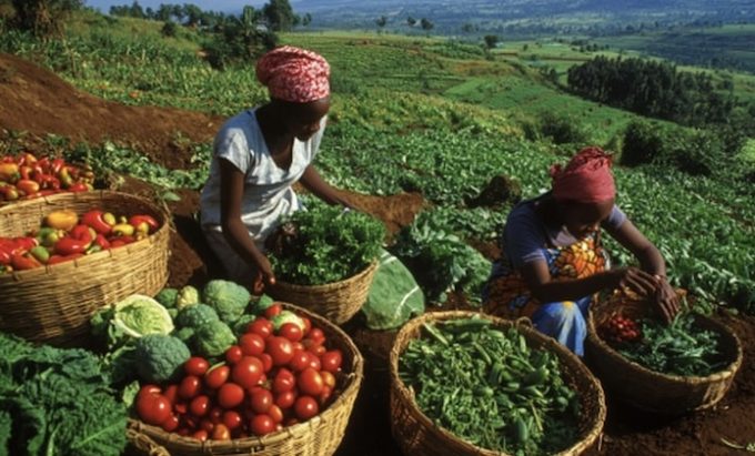 Nigerian farmers